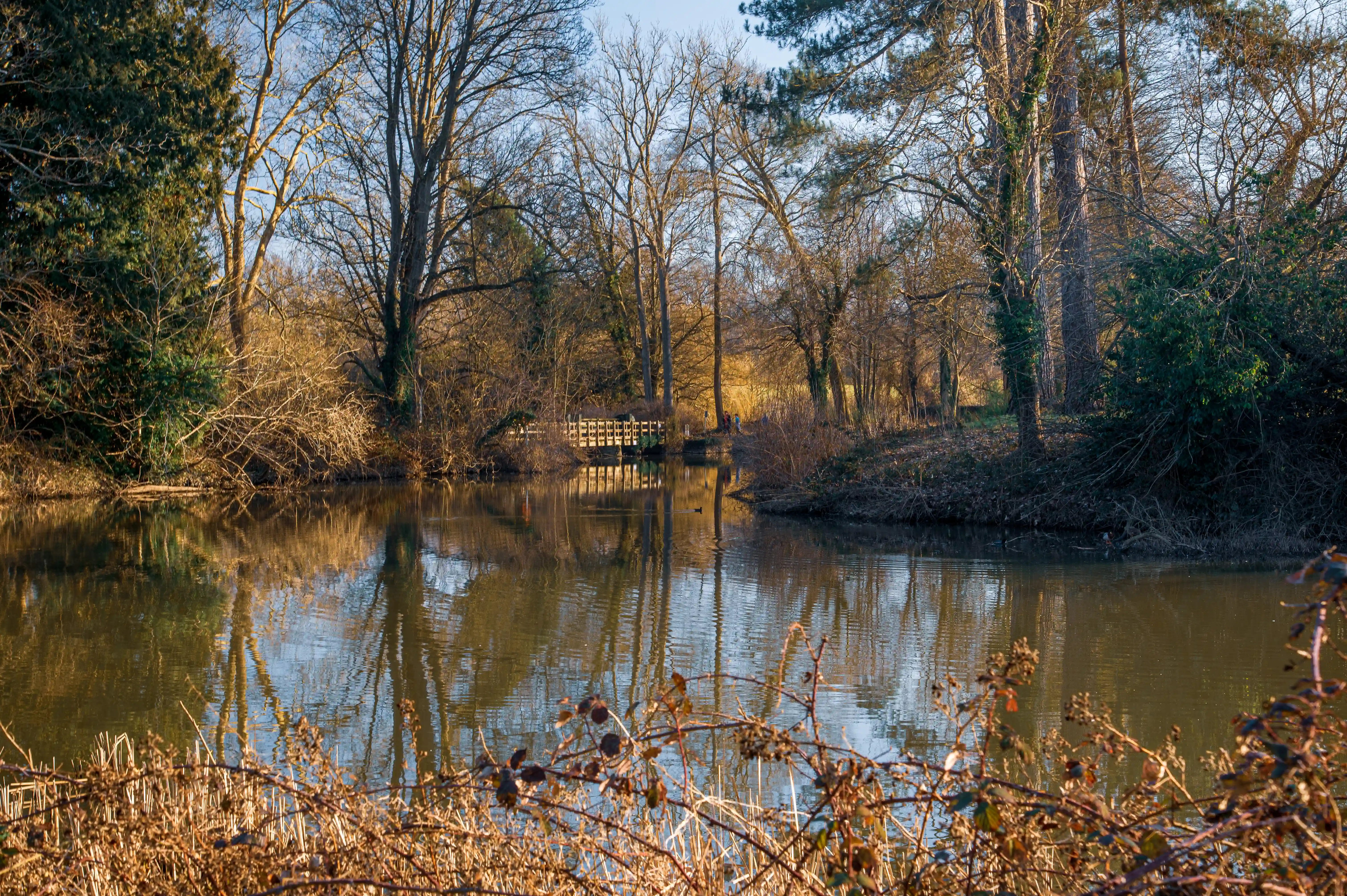 A still lake reflects a wooded landscape in autumn, with a wooden bridge visible in the distance. Dry reeds and brambles are in the foreground.