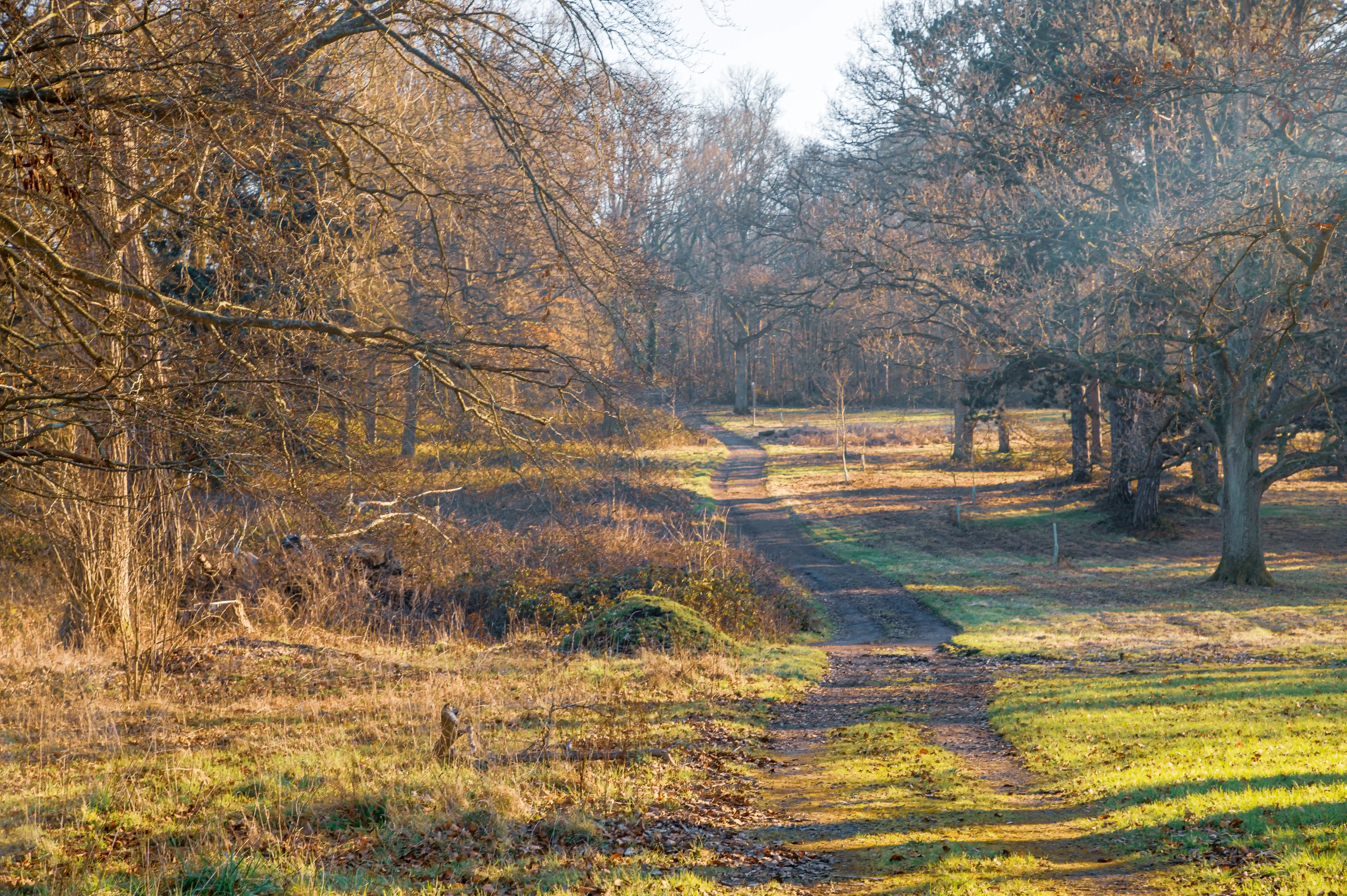 A sunlit dirt path curves through a winter forest with bare trees and golden grass.