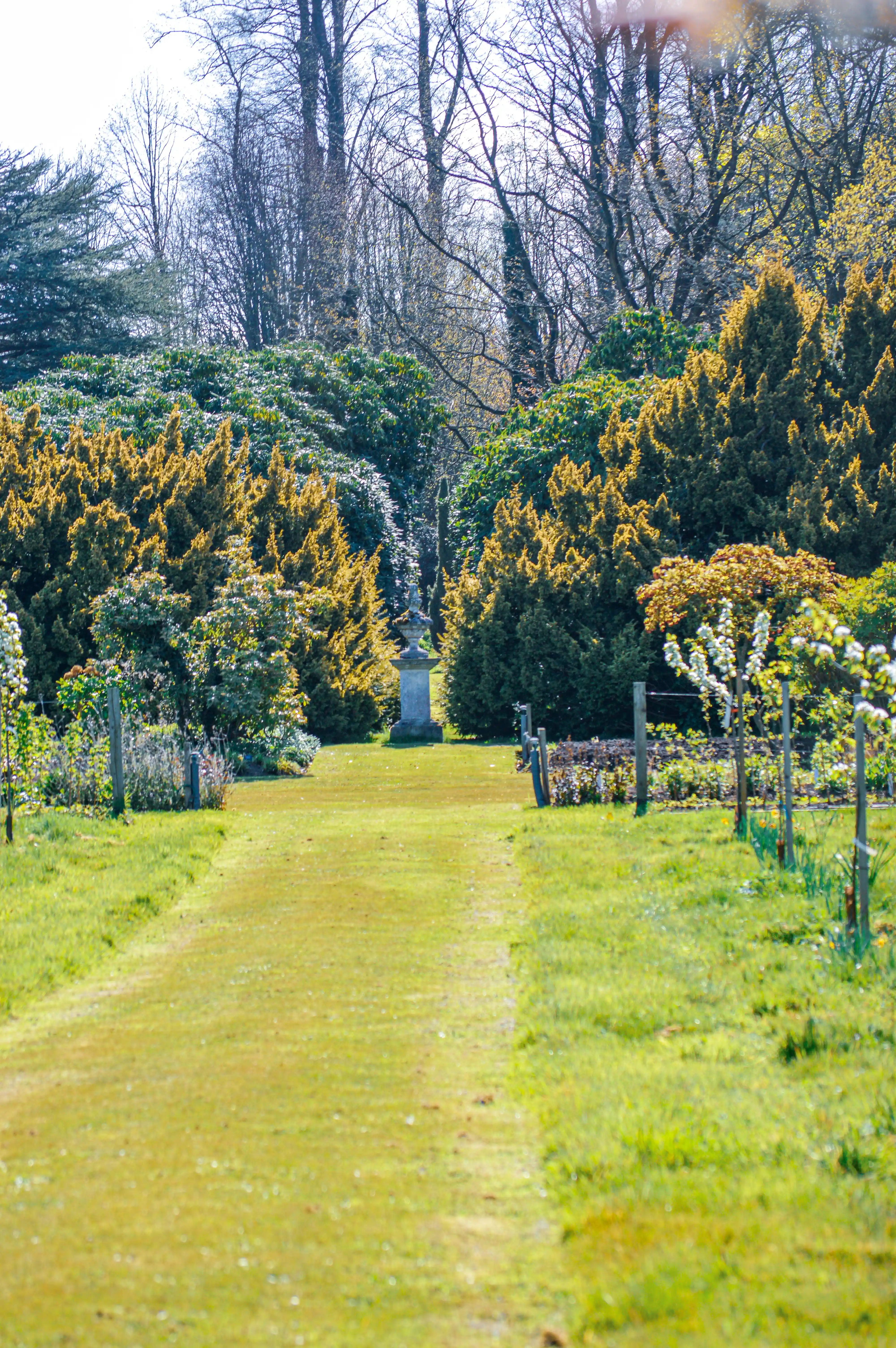 Tranquil Garden Path with Springtime Bloom