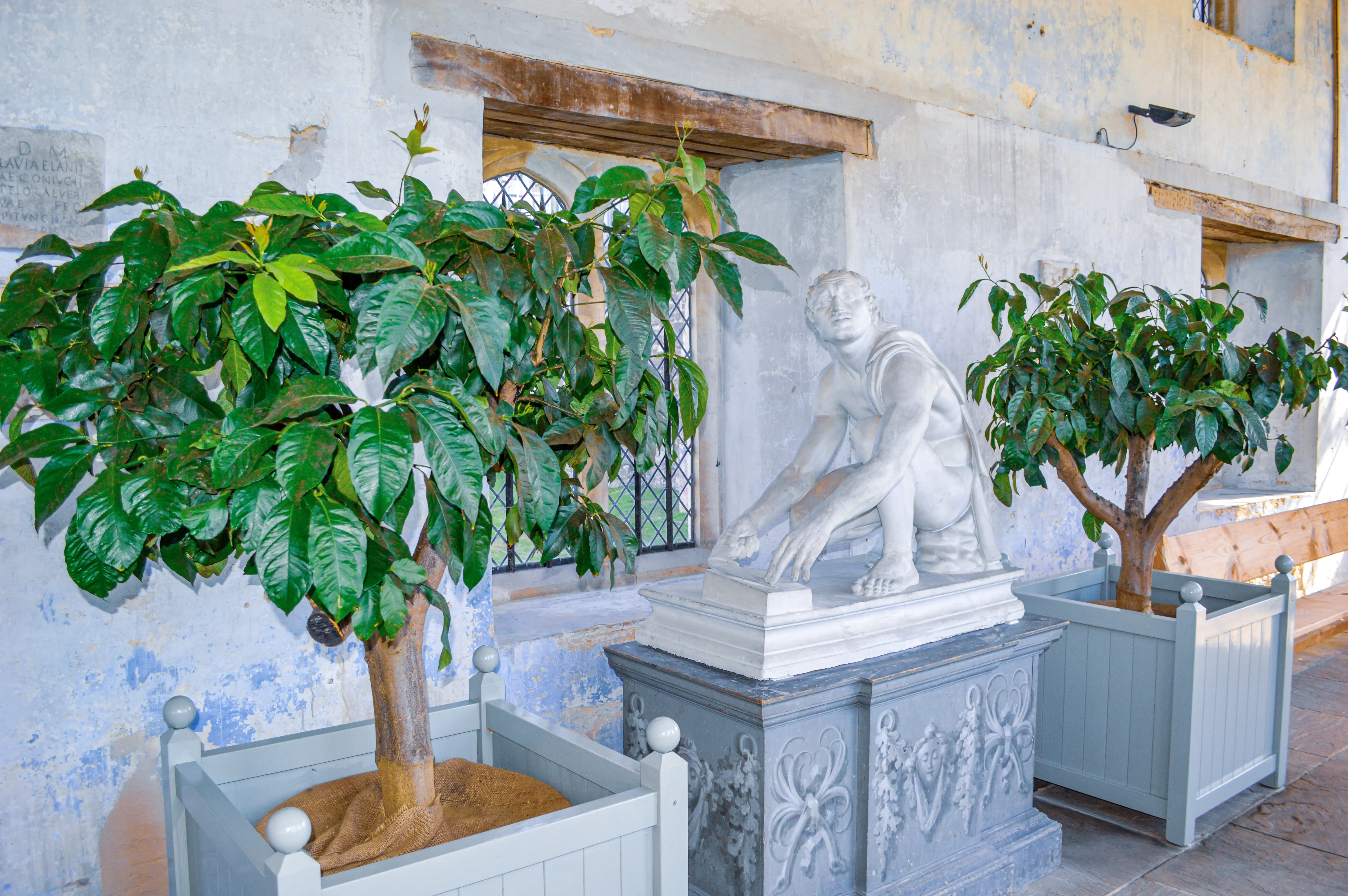A white marble statue of a man kneeling, placed next to two large potted green plants in light grey rectangular planters inside a building with a blue and white textured wall and a Gothic-style window.