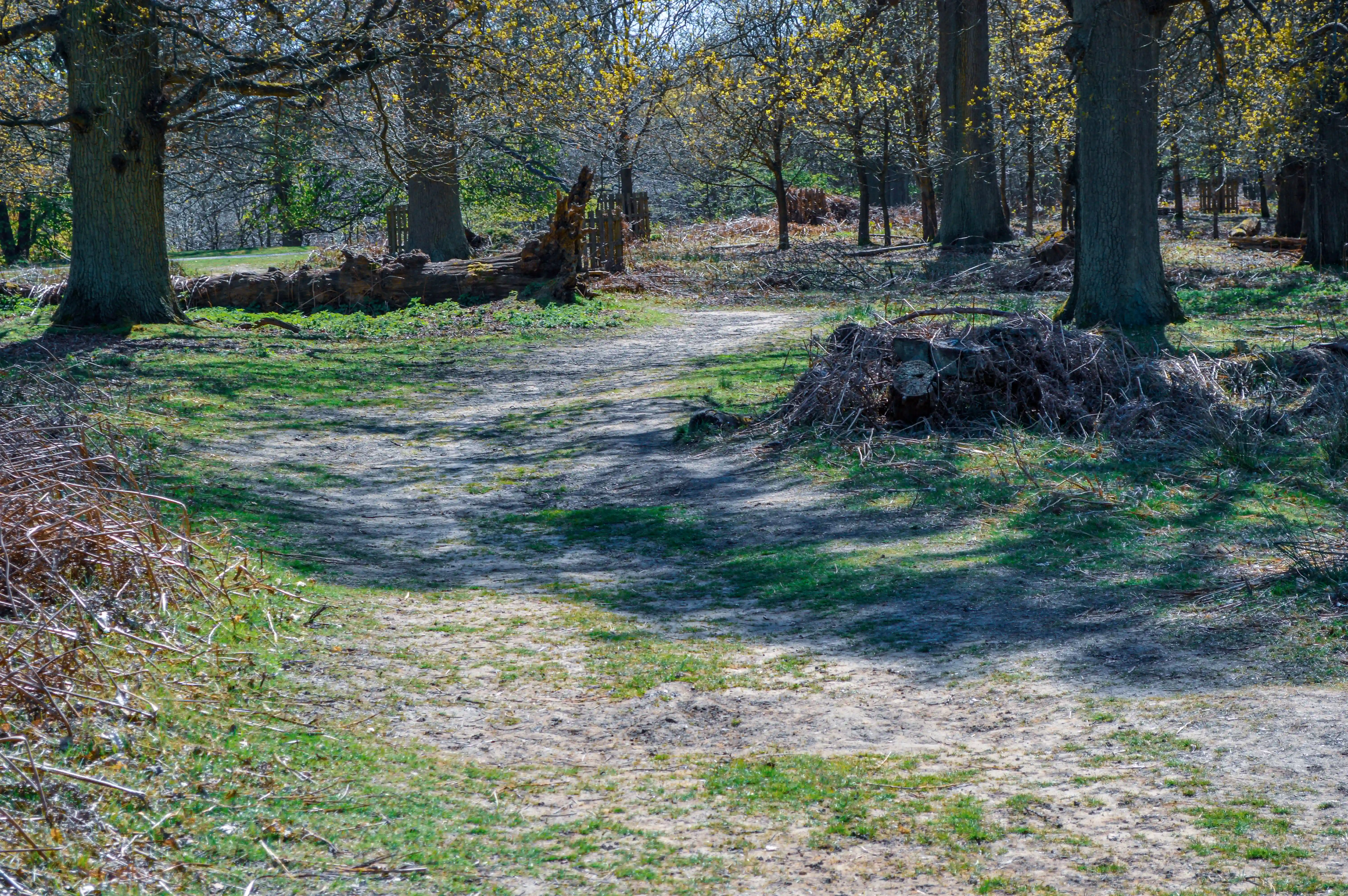 A winding dirt and gravel path through a woodland with large trees, some featuring yellow-green spring foliage, and fallen logs on either side.