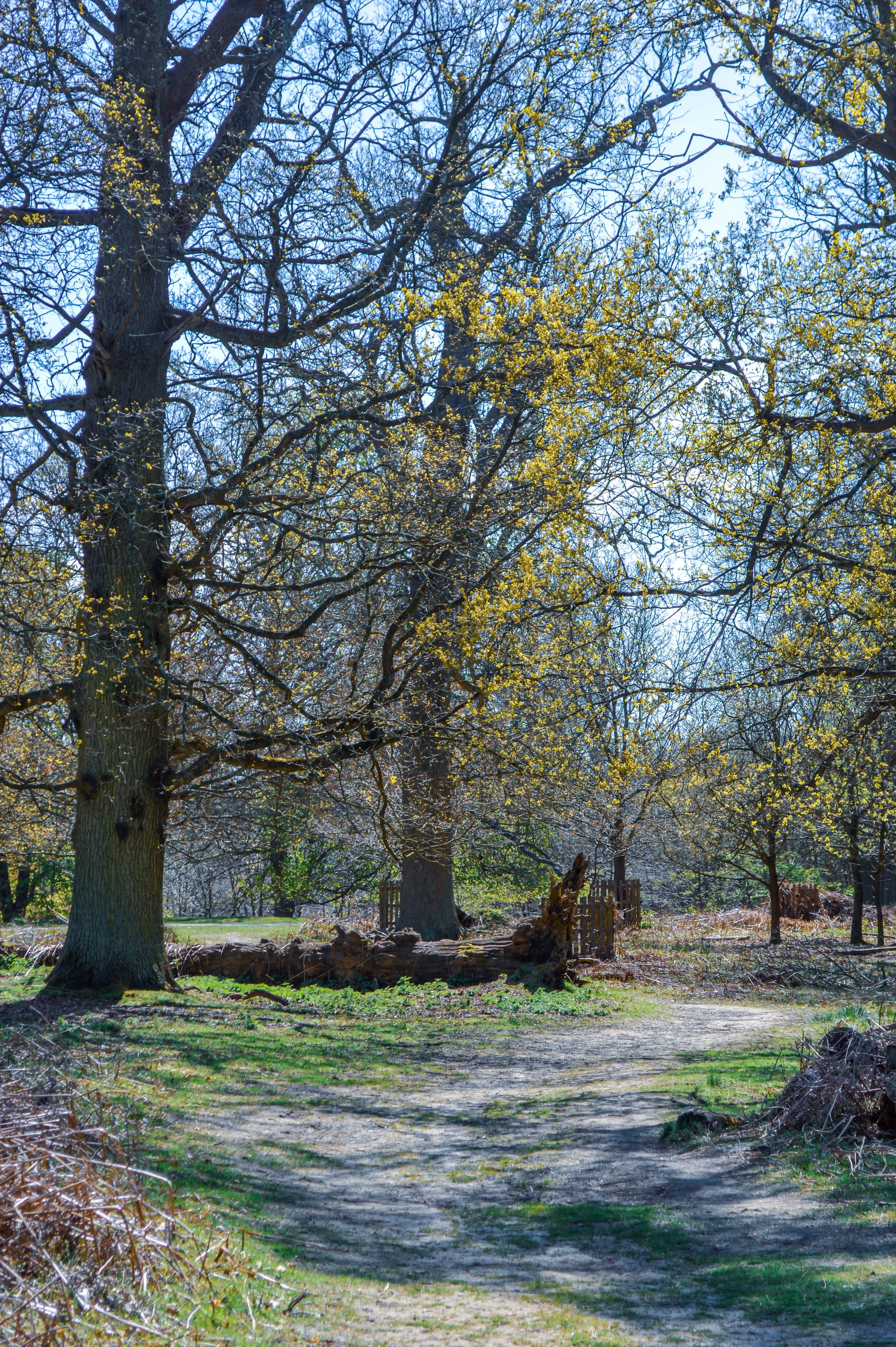 A dusty woodland path curves through a forest in early spring, with sunlight filtering through trees that are starting to bud with yellow leaves. A large fallen tree trunk rests on the left side of the path.