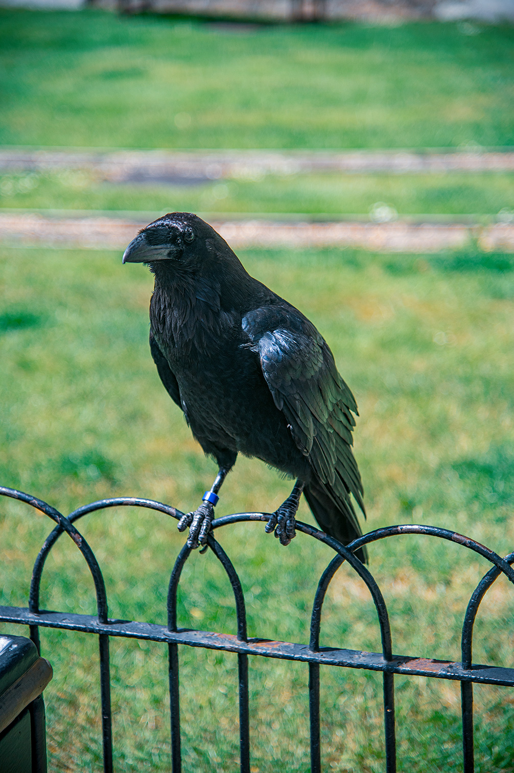 The image shows a black bird, likely a crow or raven, perched on a black metal fence. The bird is standing on one leg and appears to be looking off to the side. The background consists of a grassy area with some patches of dirt.
