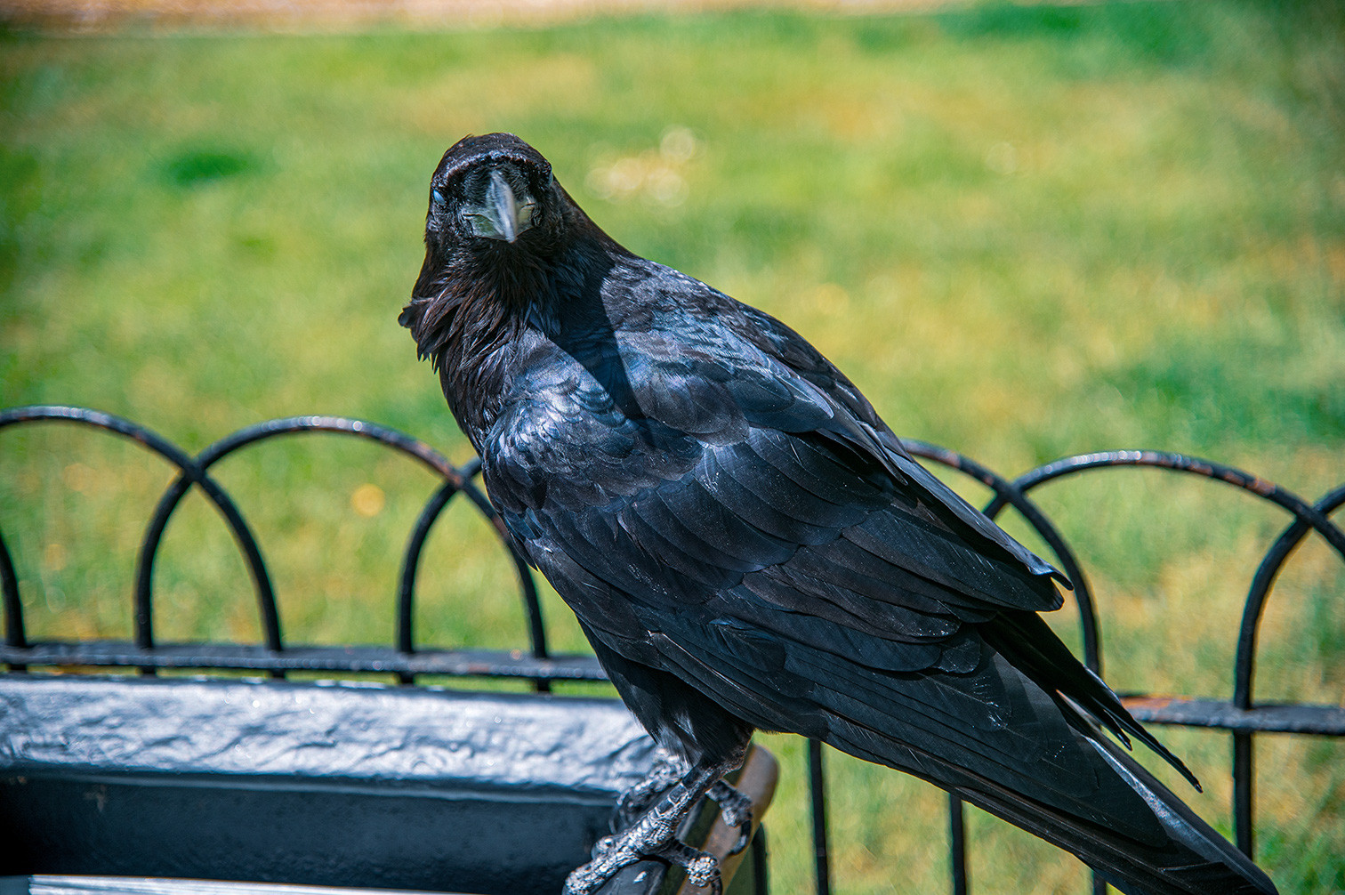The image depicts a black bird, likely a crow or raven, perched on a black metal fence in an outdoor setting. The bird has a glossy, iridescent plumage and is facing to the right. The background shows a grassy area with some blurred elements, suggesting a park or garden environment.
