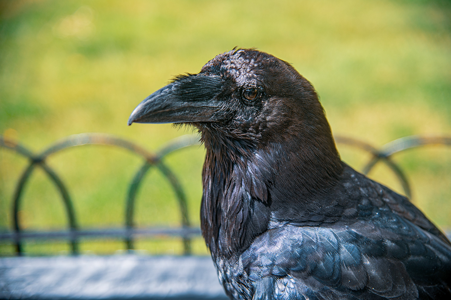 The image depicts a close-up of a black bird, likely a crow or raven, perched on a metal railing. The bird's feathers are sleek and shiny, with a pronounced texture around its head and neck. The background is blurred, featuring green and yellow hues, suggesting an outdoor setting. The bird's beak is sharp and pointed, and its eye is visible, giving it a keen and alert expression.