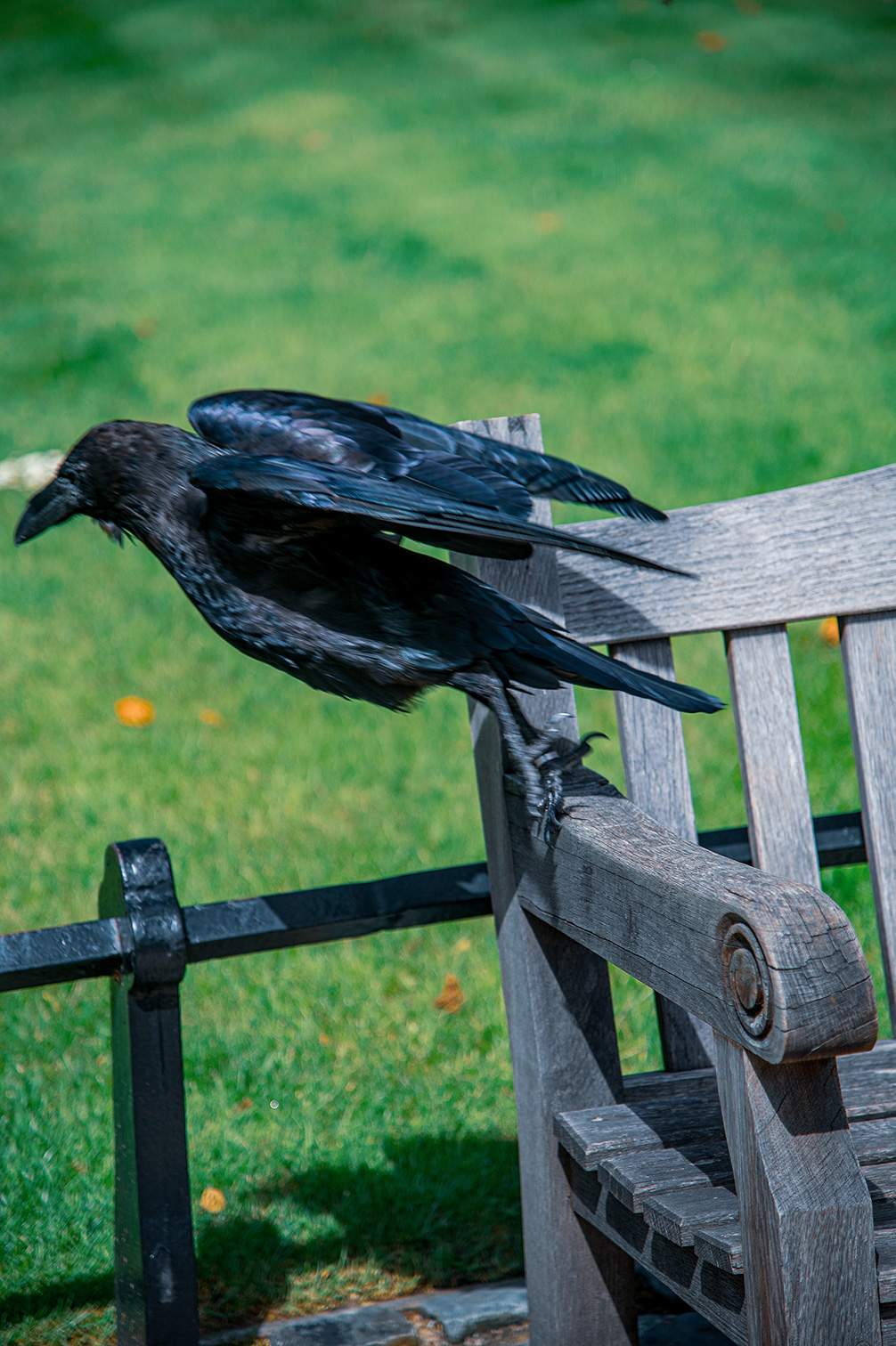 The image shows a black bird, likely a crow or raven, perched on the back of a wooden bench in a grassy area. The bird appears to be preening or adjusting its feathers. The bench is made of weathered wood and is situated outdoors, surrounded by green grass and a few fallen leaves.