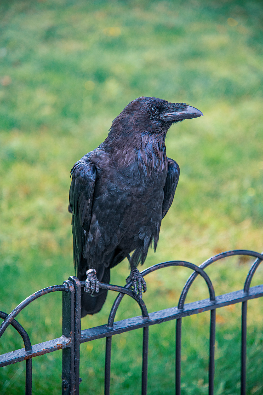 The image shows a black crow perched on a black metal fence. The bird is looking to the right, and the background consists of a grassy area with a blurred green and yellow hue.