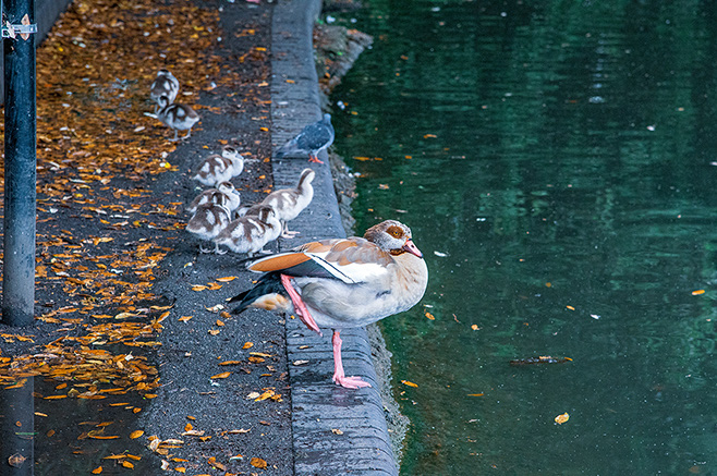 The image shows a duck standing on a concrete ledge next to a body of water, with several ducklings following it along the edge. The area is scattered with fallen leaves, and the water appears calm and greenish.