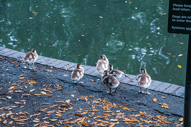 The image shows a group of ducklings and an adult duck walking along the edge of a water body. There are fallen leaves scattered on the ground, and a sign in the background states rules about keeping dogs on leads and prohibiting them from entering the area.