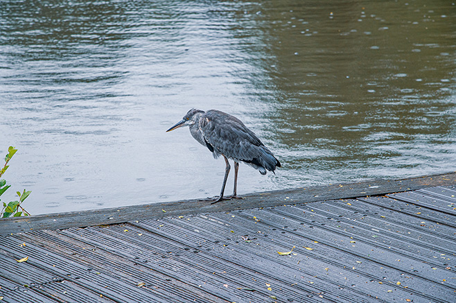 The image shows a bird standing on a wooden dock near a body of water. The bird appears to be a wading bird, possibly a heron or egret, characterized by its long legs and pointed beak. The water is calm, and the surroundings are serene, suggesting a peaceful natural setting.