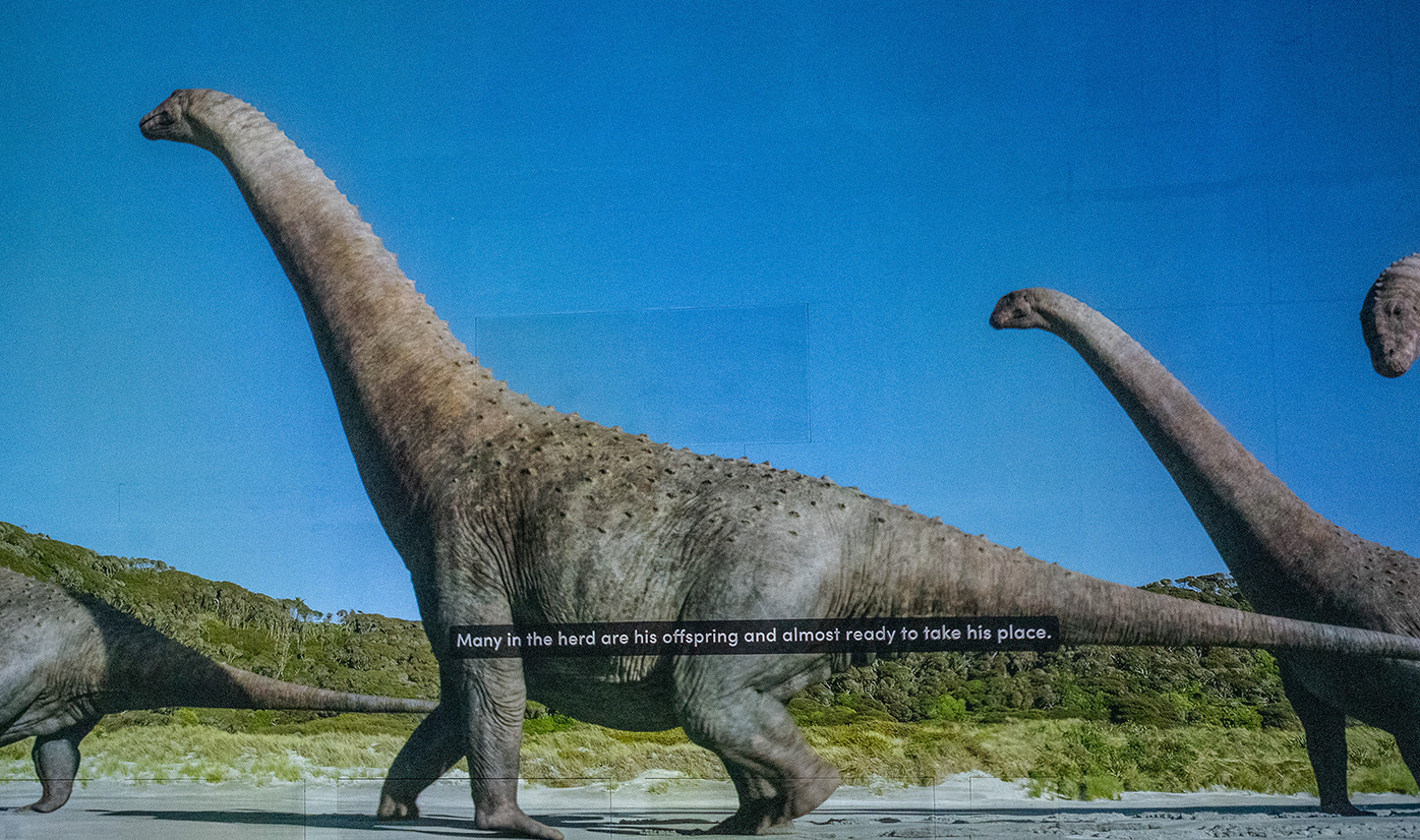 The image depicts a herd of long-necked dinosaurs, likely sauropods, walking in a prehistoric landscape. The text overlay states, 'Many in the herd are his offspring and almost ready to take his place,' suggesting a family structure within the herd and the impending transition of leadership or prominence among the dinosaurs.