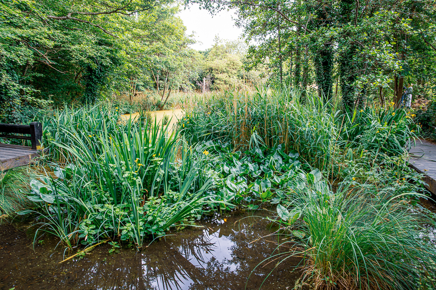 The image depicts a lush, green wetland area with various types of aquatic plants growing in and around a shallow body of water. The scene is surrounded by dense trees and foliage, creating a serene and natural environment. A wooden boardwalk is visible on the right side, providing a path through the wetland. The overall atmosphere is tranquil and rich in biodiversity