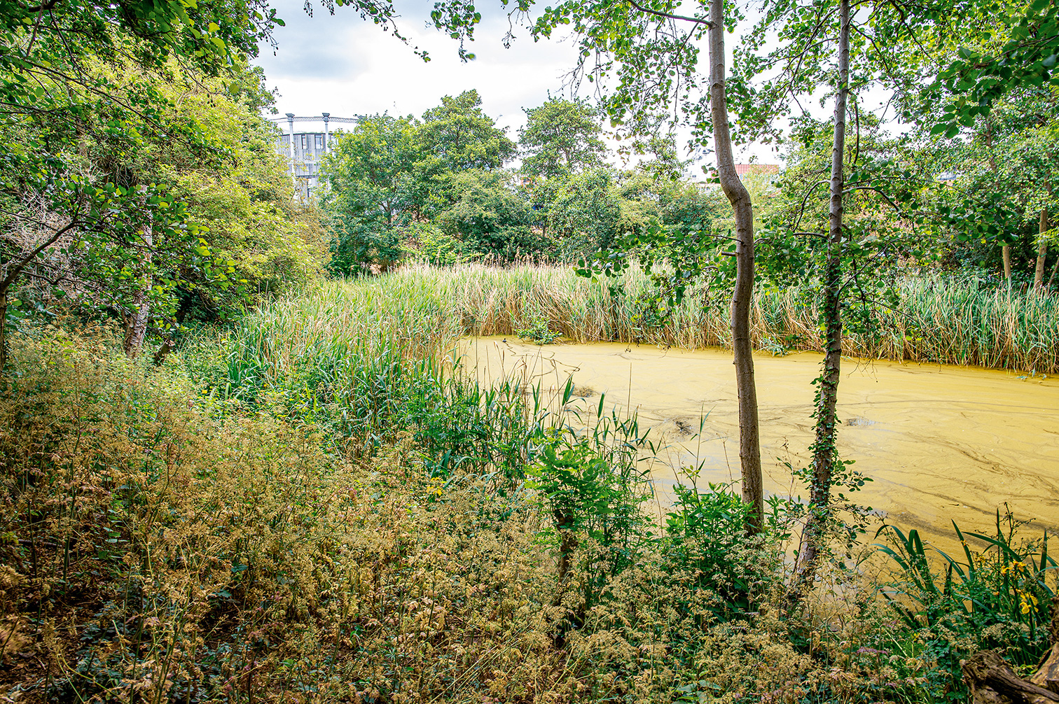 The image depicts a serene, natural setting with a muddy stream or small river flowing through a lush, green area. The stream is bordered by tall grasses and various types of vegetation, including trees and bushes. The water appears to be shallow and calm, reflecting the surrounding greenery. In the background, there are hints of urban structures, suggesting that this natural area is located near or within a city. The overall atmosphere is peaceful and untouched, offering a contrast between nature and urban life.