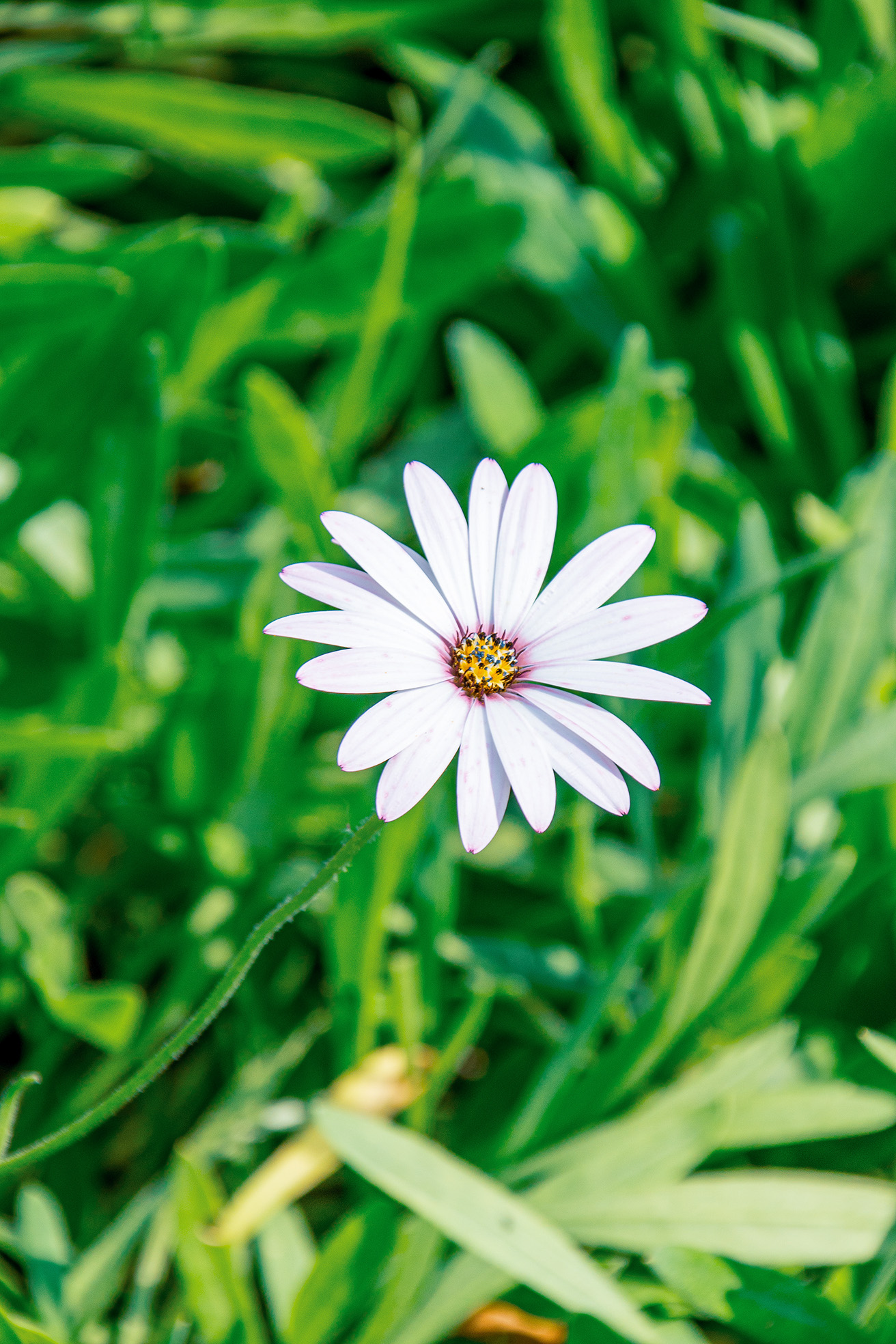 The document contains an image of a single, vibrant purple flower with a yellow center, standing out against a lush green background. The flower is the main focus of the image, with its petals clearly visible and the background slightly blurred, emphasizing the flower's details. The overall scene is one of natural beauty and tranquility.