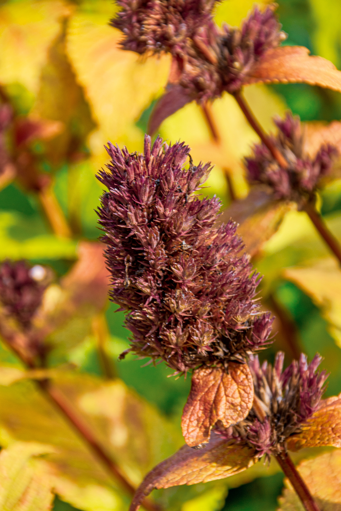 The image depicts a close-up view of a plant with spiky, dried seed heads. The seed heads are dark purple and have a textured, almost bristly appearance. The background is blurred, featuring green and yellow foliage, which suggests that the plant is in a garden or natural setting. The focus is primarily on the seed heads, highlighting their intricate details and structure.