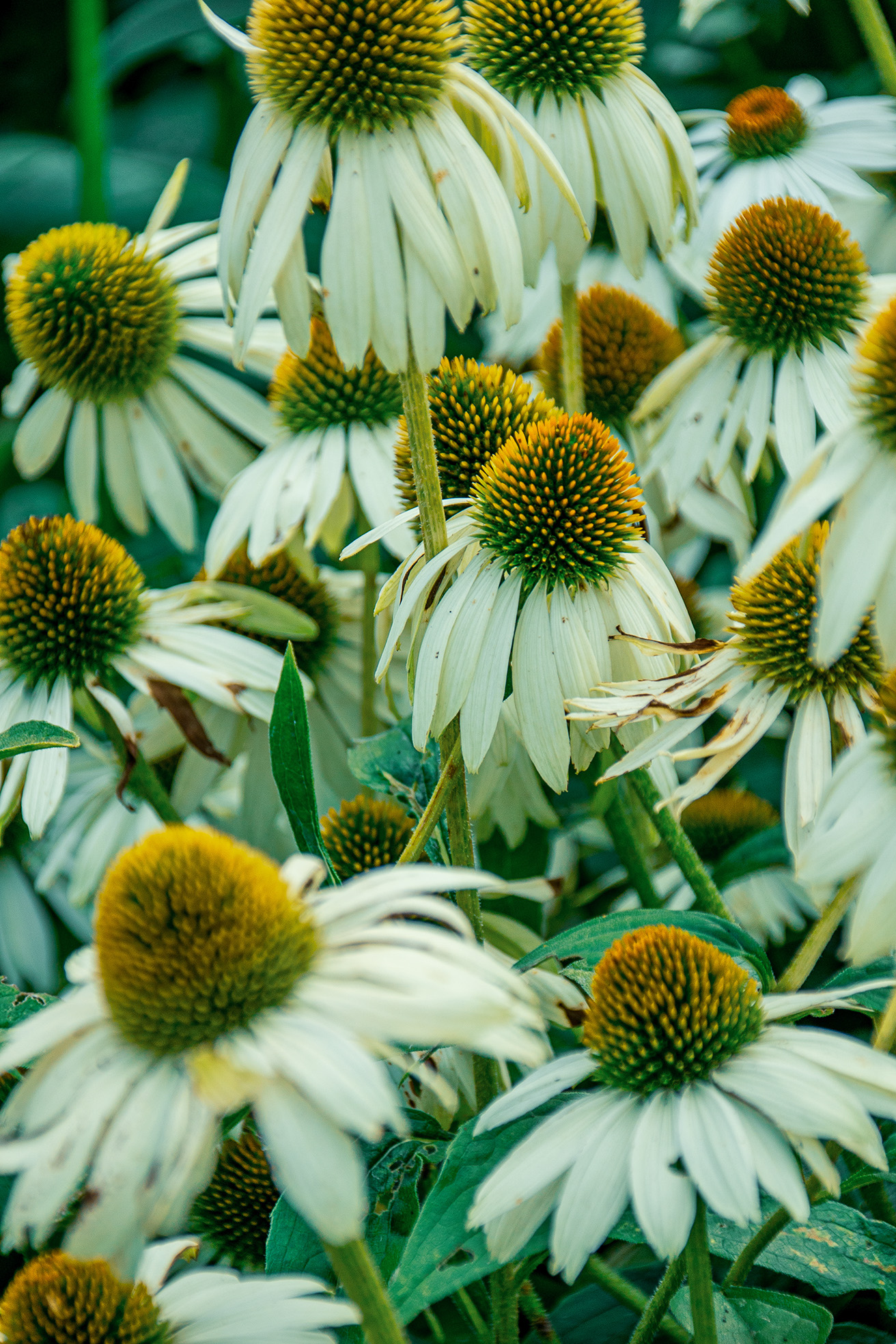 The image depicts a close-up view of a cluster of echinacea flowers, also known as coneflowers. The flowers have white petals that are slightly drooping and a prominent, spiky, brownish-orange central cone. The background is a soft blur of green foliage, which helps to highlight the intricate details of the flowers. The overall color palette is dominated by shades of green, white, and brown, creating a natural and serene aesthetic.