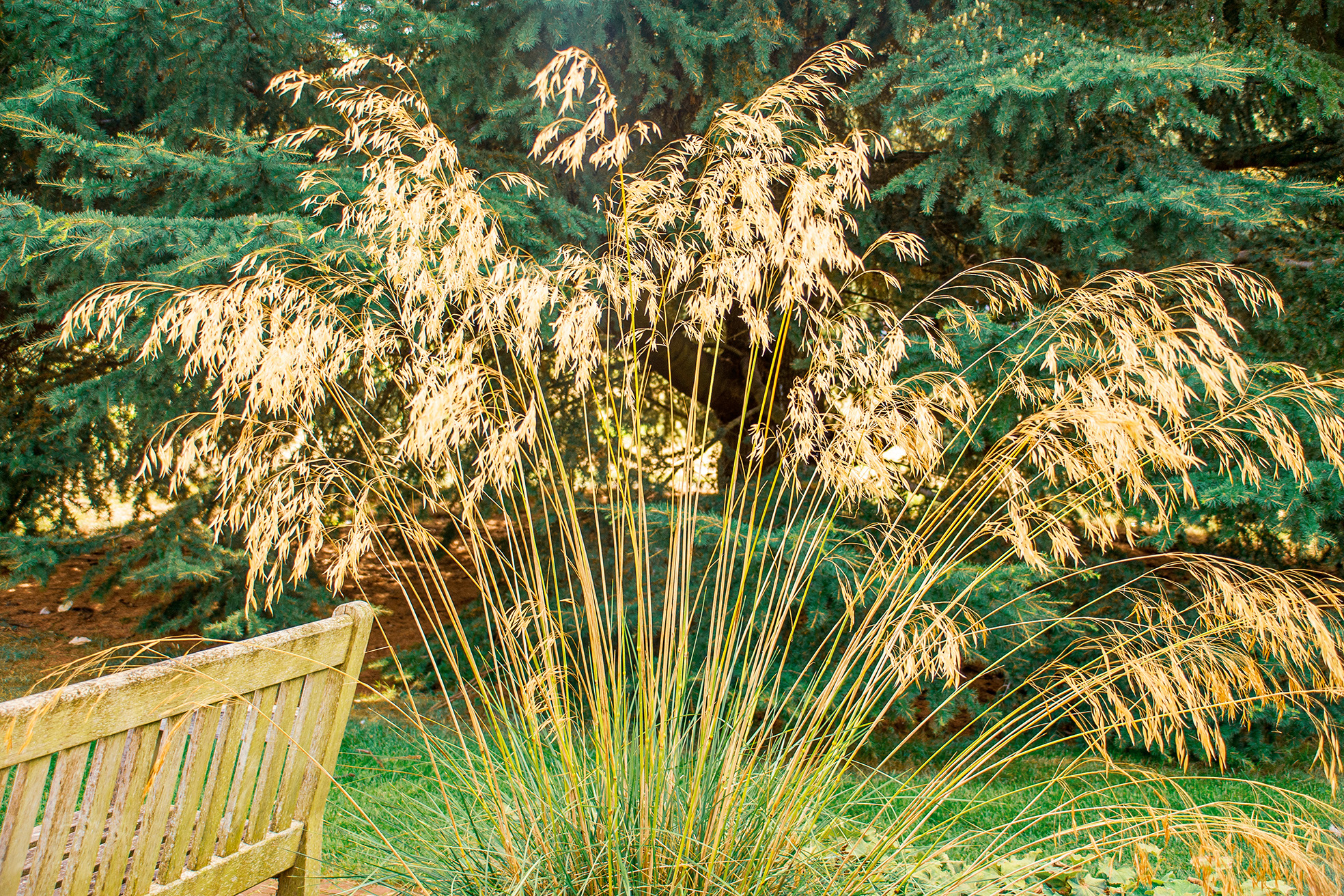 The image depicts a serene outdoor scene featuring a tall, golden-hued plant with delicate, cascading branches, possibly a type of ornamental grass or bamboo. The plant is situated in a lush, green environment with dense foliage in the background. A weathered wooden bench is partially visible on the left side of the image, suggesting a peaceful, natural setting, likely in a garden or park.