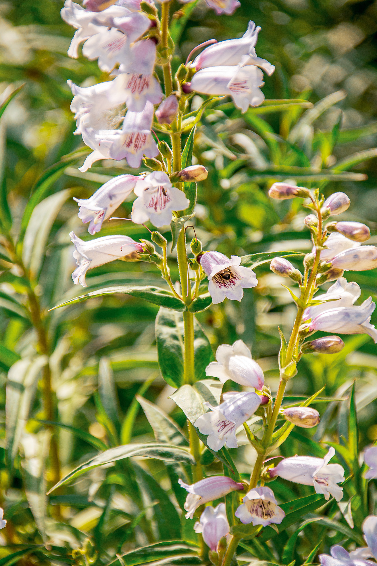 The image shows a close-up of a plant with light purple flowers and green foliage. The flowers have white and purple streaks and are clustered on tall, slender stems. The background consists of green grass and leaves, creating a natural and vibrant setting.