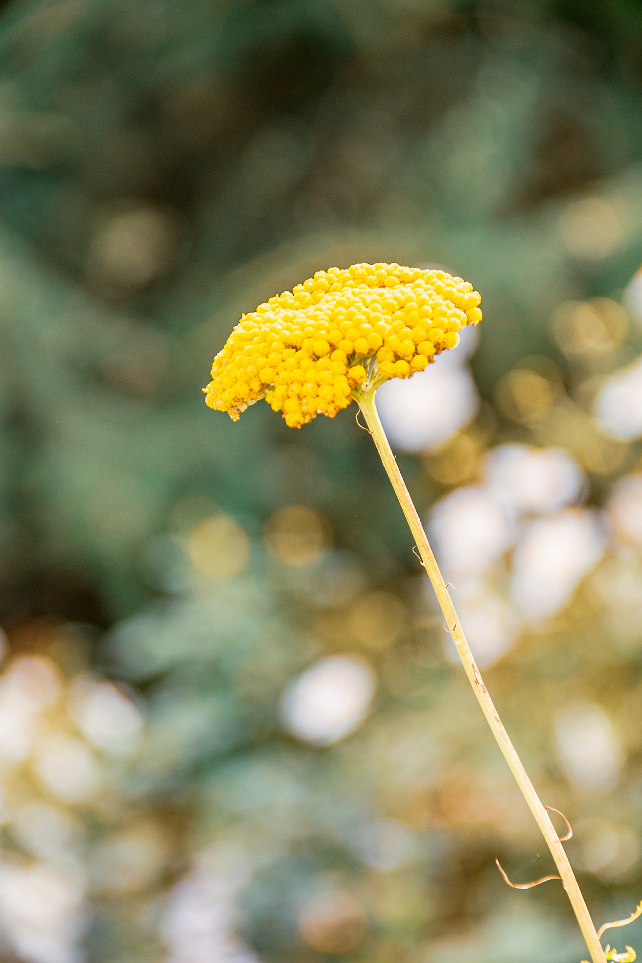 The image depicts a close-up of a yellow flower with a blurred green background. The flower has a cluster of small, densely packed florets forming a rounded shape at the top of a slender stem. The background suggests a natural, outdoor setting, possibly a garden or a field.