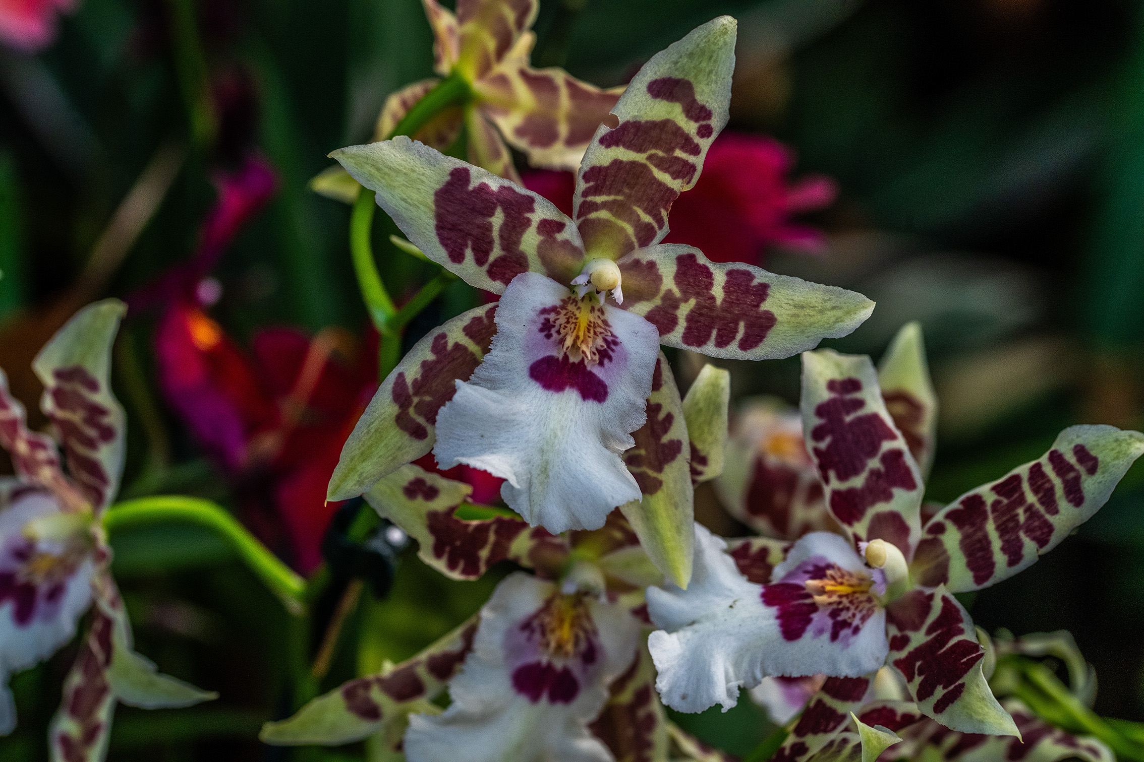 The document describes a close-up image of a flower with distinctive patterns. The flower has white petals adorned with dark red spots and stripes, and a central yellow structure. The background is blurred, highlighting the intricate details of the flower's petals and leaves.