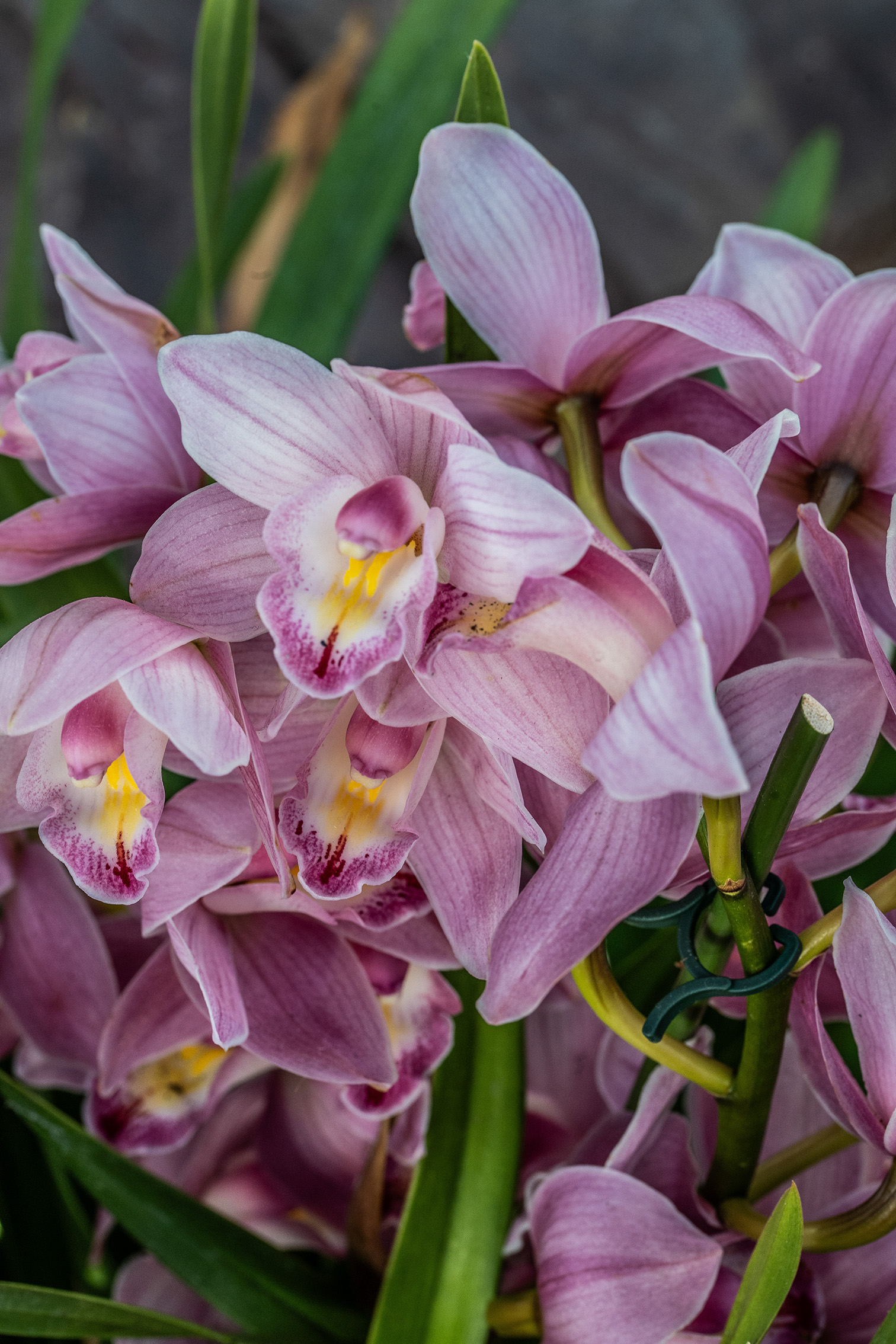The image features a close-up view of a cluster of delicate pink orchid flowers with light yellow centers. The petals are intricately detailed, showcasing subtle veins and a soft gradient of color. The background consists of green foliage and stems, providing a natural and vibrant backdrop that contrasts with the delicate petals of the orchids.