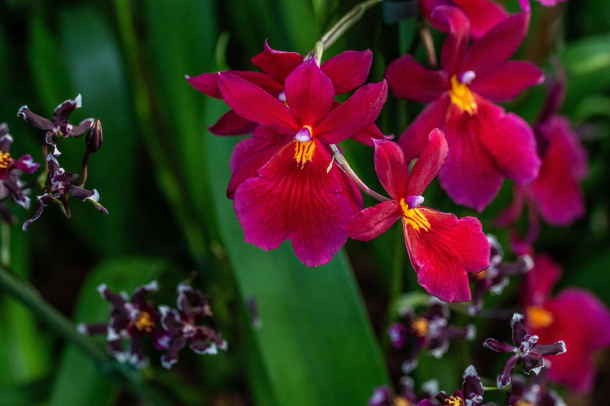 The image showcases vibrant red flowers with yellow centers, set against a blurred green background. The flowers are in various stages of blooming, with some fully open and others still budding. The petals are richly colored, and the overall scene highlights the beauty and intricacy of the flowers in a natural setting.