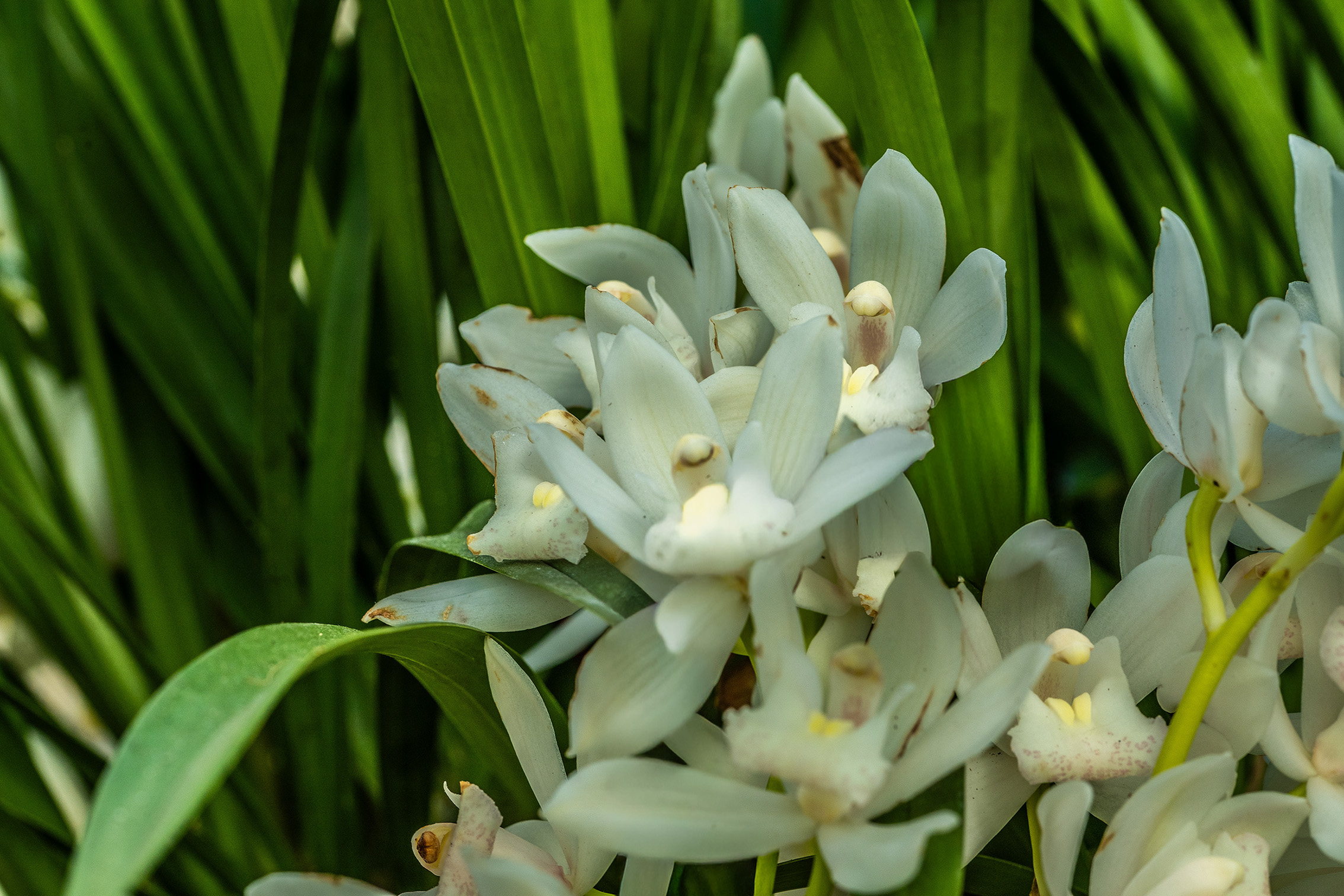 The image shows a close-up of white flowers with green leaves, likely part of a plant species, set against a background of tall, green grass.