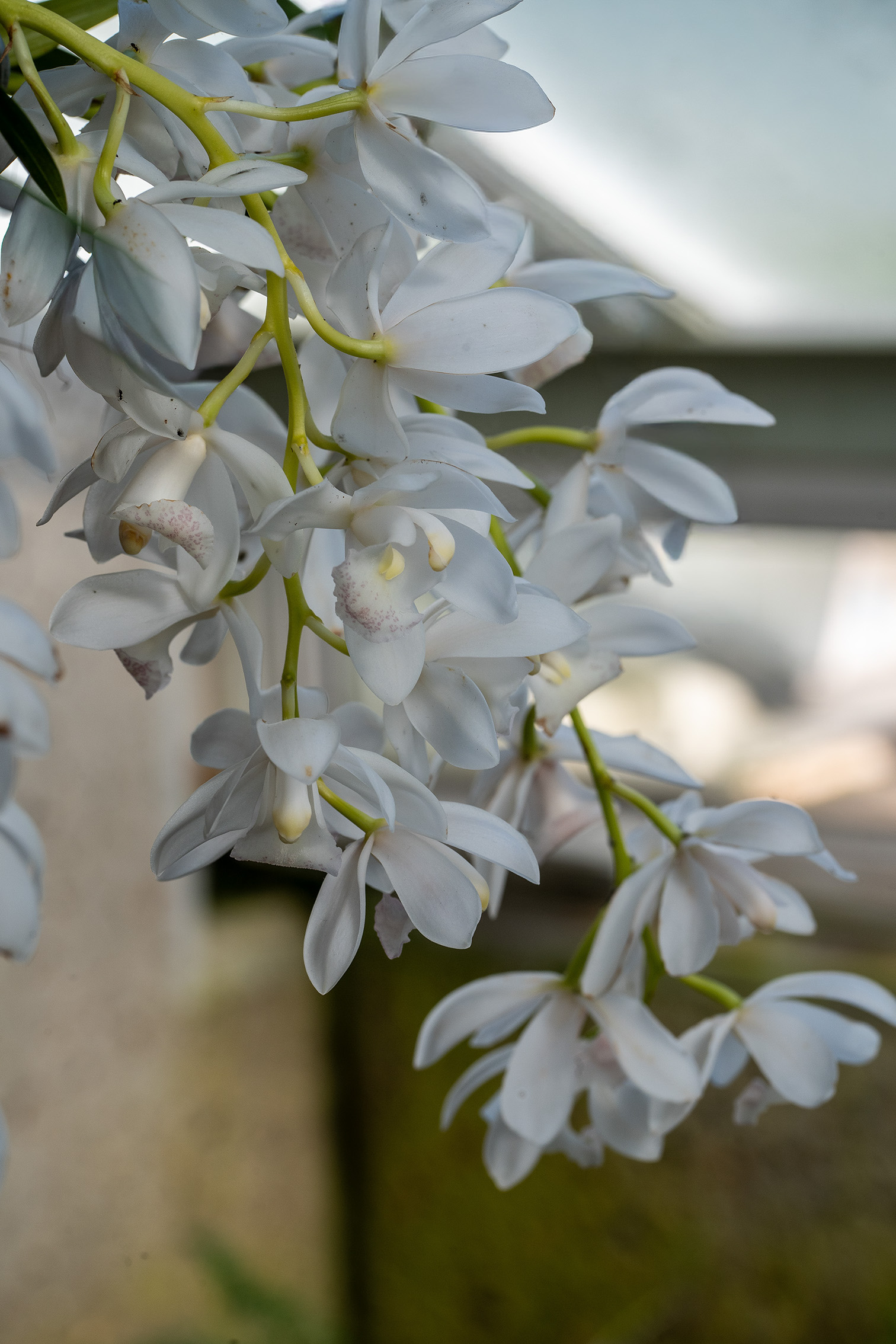 The image shows a close-up of a flowering plant with clusters of small, delicate, white flowers. The flowers have a light, almost ethereal appearance with subtle yellow and pink accents in the center. The plant is growing near a structure, possibly a building or a fence, with a blurred background that suggests an outdoor setting.