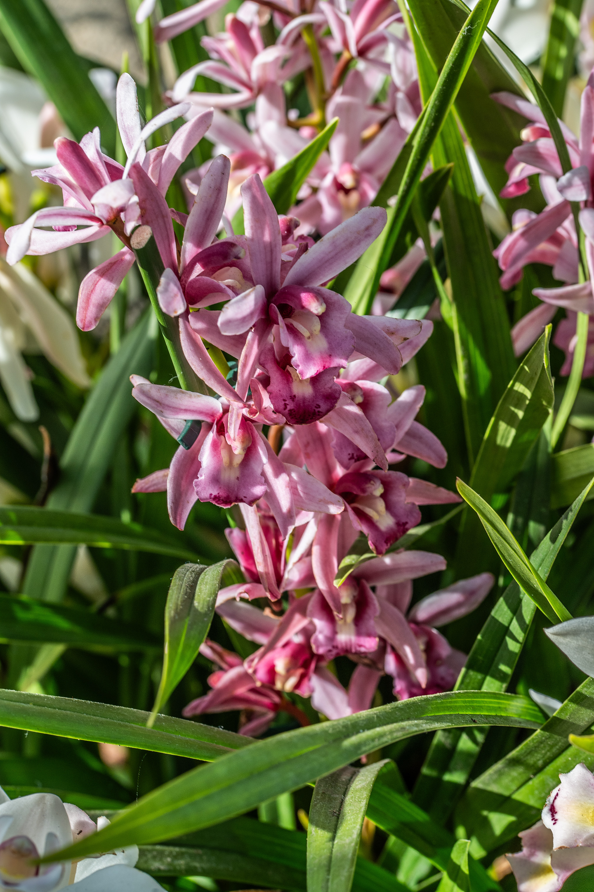 The image depicts a cluster of pink flowers with green leaves. The flowers are densely packed on a vertical stem, each with six petals that are slightly curled at the edges. The green leaves are long and narrow, surrounding the flower cluster. The background shows more of the same type of flowers and leaves, indicating a healthy and vibrant plant.