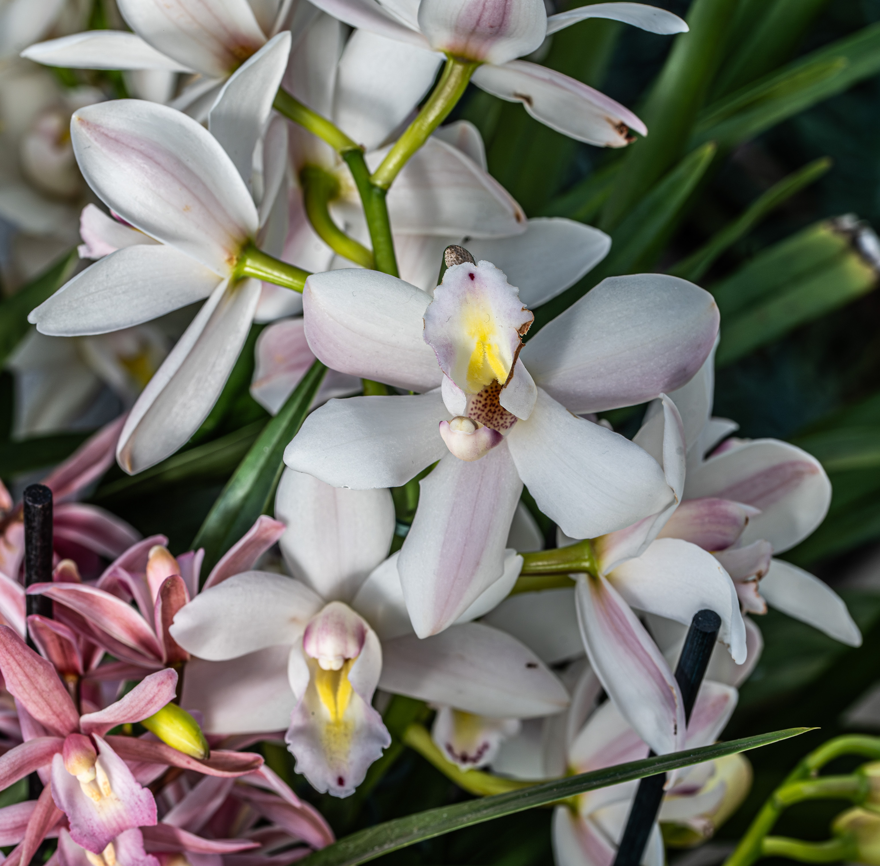 The image shows a close-up of a cluster of delicate flowers with white and light pink petals. The flowers have green stems and are surrounded by long, green leaves. Some of the flowers are in full bloom, revealing intricate details and a central yellow structure, while others are still budding. The overall scene is vibrant and showcases the natural beauty of the flowers.