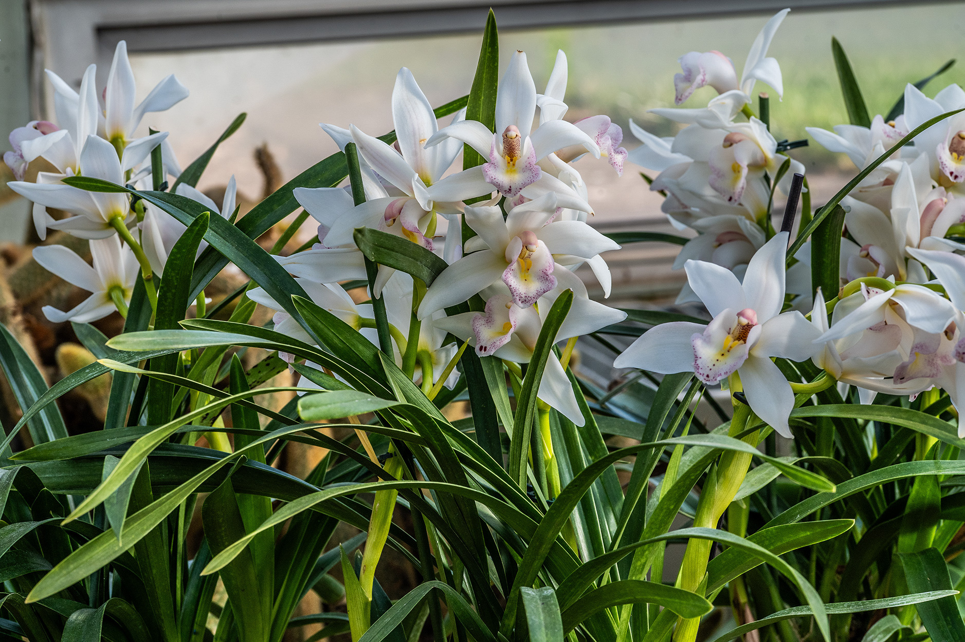The image depicts a cluster of white orchids with green leaves. The flowers have delicate petals with pink and yellow accents at the center. The background appears to be a garden or a natural setting with a wooden fence.The image depicts a cluster of white orchids with green leaves. The flowers have delicate petals with pink and yellow accents at the center. The background appears to be a garden or a natural setting with a wooden fence.