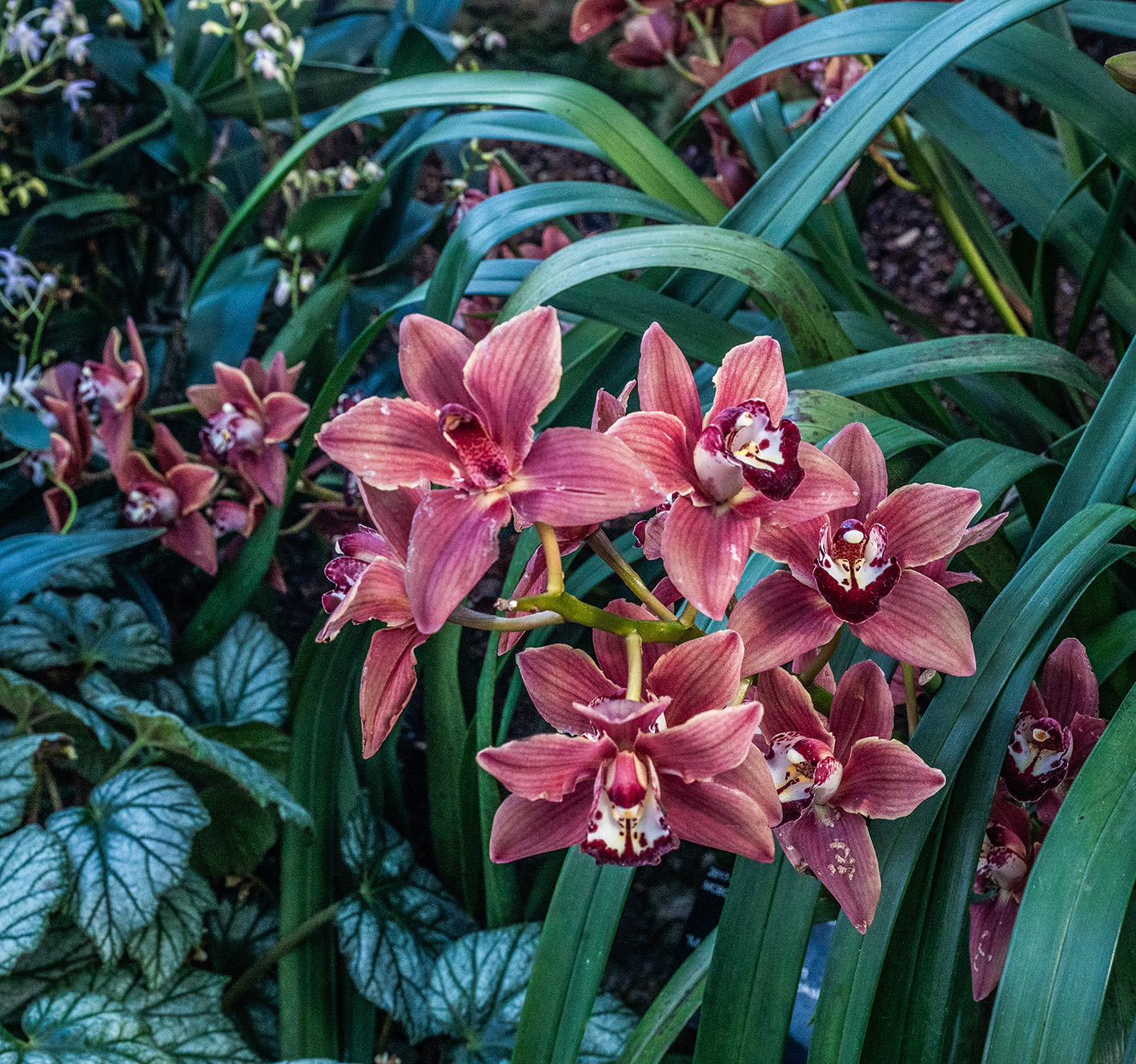 The image displays a cluster of vibrant pink orchids with dark red and white spots on their petals, surrounded by lush green foliage. The flowers are in full bloom, showcasing their intricate patterns and delicate structures. The background consists of various green leaves and plants, creating a rich and verdant setting. The overall scene is one of natural beauty and serenity, highlighting the elegance of the orchids amidst their leafy environment.