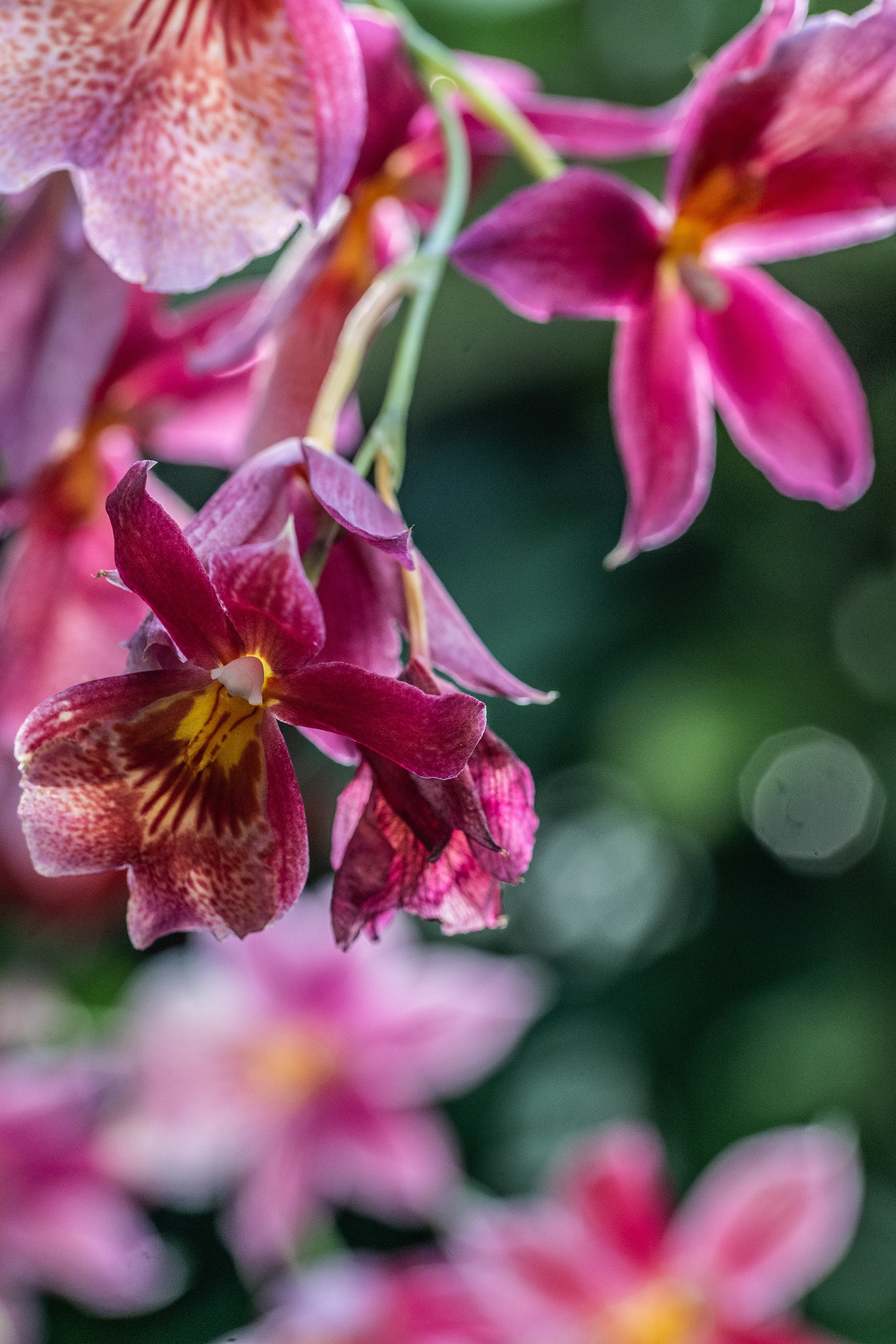 The image displays a close-up view of vibrant, colorful flowers, primarily in shades of pink, purple, and orange. The flowers have intricate patterns and are set against a blurred green background, emphasizing their vivid colors and delicate petals.