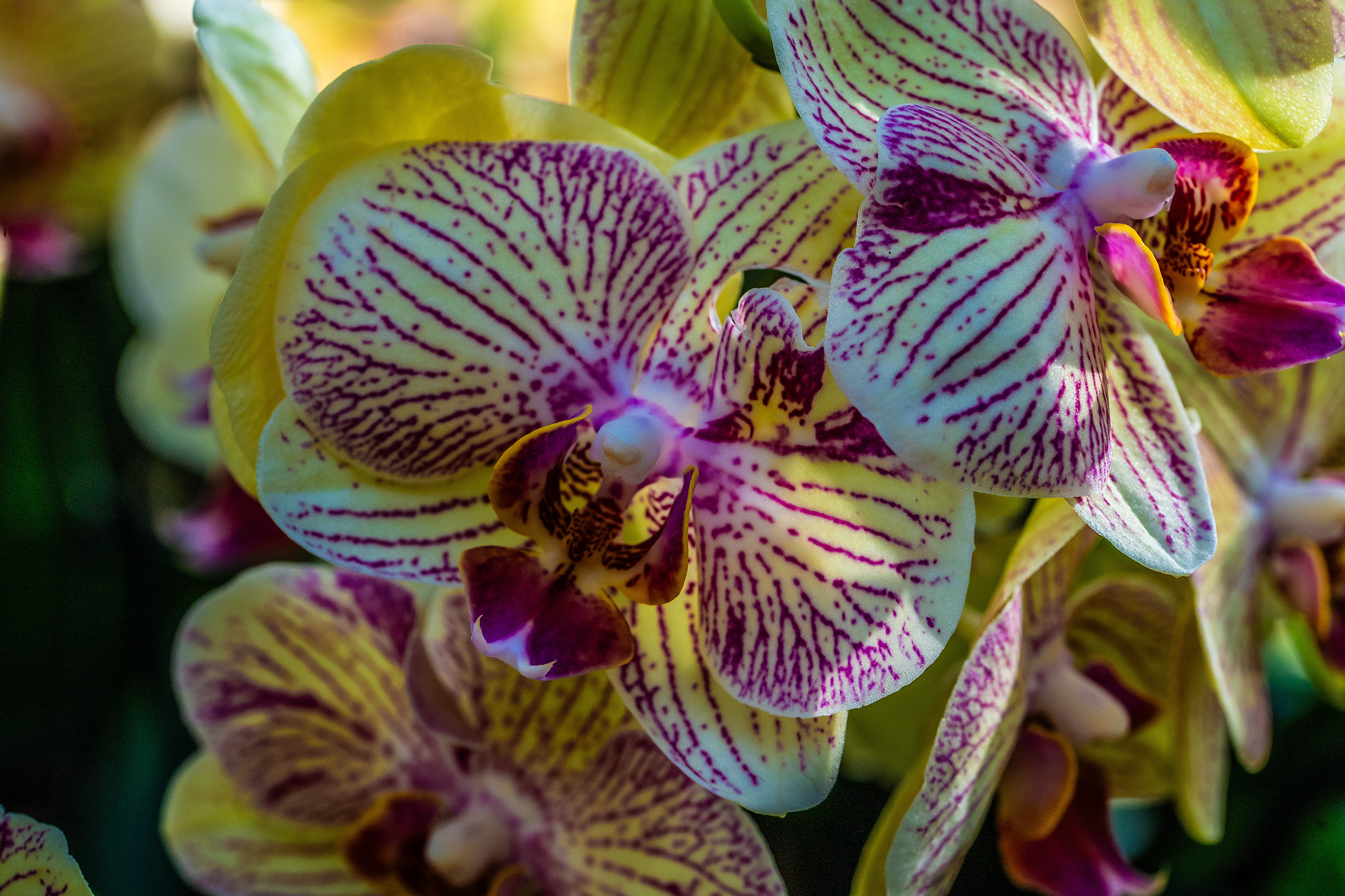 The image depicts a close-up view of a vibrant and intricately patterned orchid flower. The flower features a blend of colors including yellow, green, purple, and hints of pink. The petals are adorned with dark purple spots and stripes, creating a striking contrast against the lighter background. The central part of the flower showcases a complex structure with delicate details, highlighting the beauty and complexity of orchids.