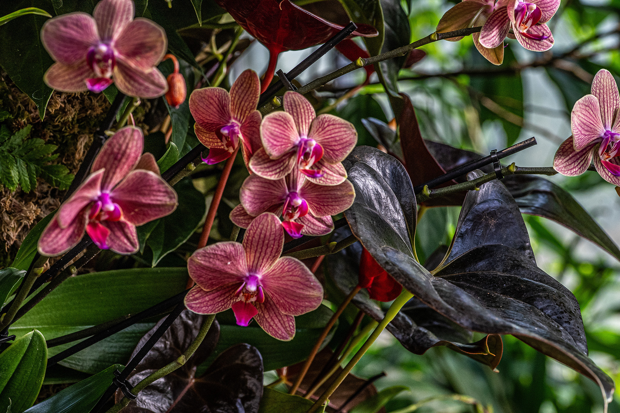 The image depicts a cluster of orchids with pink and purple hues, growing amidst dark green leaves. The flowers are in full bloom, showcasing their intricate patterns and vibrant colors against a lush, green background.