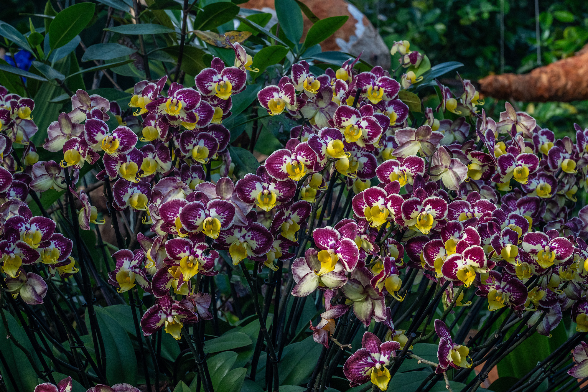 The image displays a cluster of vibrant orchids with deep purple and yellow flowers, surrounded by lush green foliage.