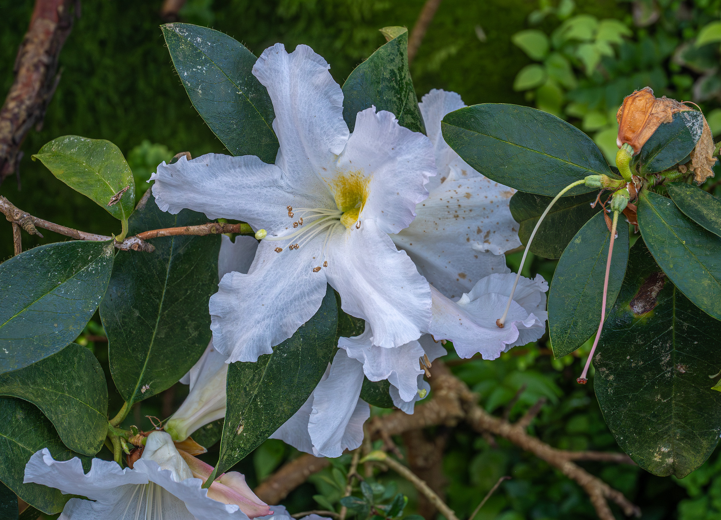 The image showcases a close-up of a flowering plant with large, white, trumpet-shaped blossoms and broad, green leaves. The flowers have a prominent yellow center with numerous stamens, and the leaves exhibit some signs of wear and tear, including spots and discoloration. The background is a lush, green foliage, providing a natural setting for the plant.