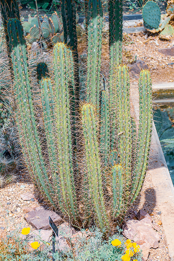 The image depicts a group of tall, green cacti with long, thin spines growing in a desert-like environment. There are rocks and some yellow flowers visible at the base of the cacti.