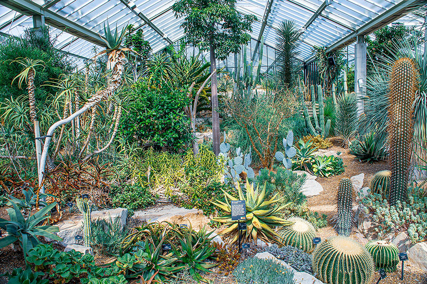 The image depicts a lush greenhouse filled with a variety of desert plants, including cacti, succulents, and other arid-land vegetation. The greenhouse has a glass ceiling allowing ample sunlight to nourish the plants. The plants are arranged in a naturalistic setting with paths for visitors to walk through and observe the diverse flora.