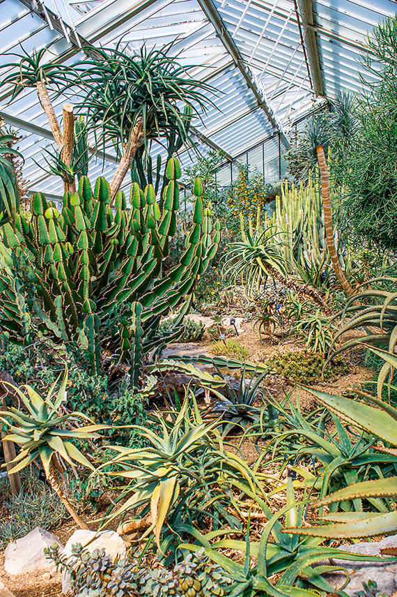 The image depicts a lush greenhouse filled with a variety of succulent plants, primarily cacti and agave. The greenhouse has a glass ceiling allowing ample sunlight to nourish the plants. The scene is vibrant with different shapes and sizes of green, spiky foliage, creating a diverse and thriving desert-like environment.