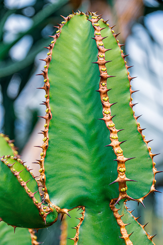 The image shows a close-up of a cactus leaf with prominent spines along the edges and small yellowish buds along the central ridges. The leaf is green and healthy, with a clear, sharp focus on the spines and buds.