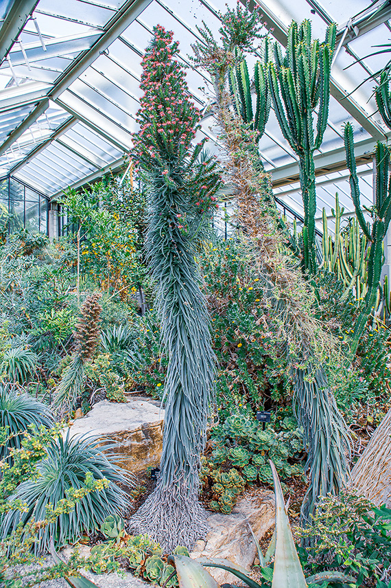 The image depicts a lush, indoor greenhouse filled with a variety of plants, predominantly cacti and succulents. The greenhouse has a glass ceiling allowing ample natural light to filter through. The central focus is a tall, spiky plant with red fruits or flowers at the top, surrounded by an array of different green plants and cacti of varying shapes and sizes. The environment appears to be well-maintained and vibrant, showcasing a diverse collection of desert flora.