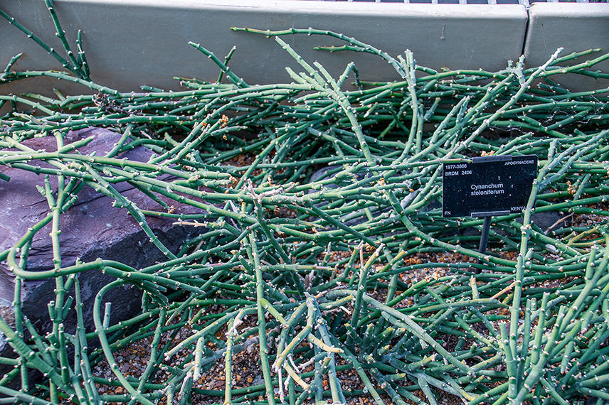 The image shows a plant labeled as 'Cyperus stenoniferum' in a garden setting. The plant has long, thin, green stems spreading out in various directions. The plant is situated in a bed of small rocks and soil, with a dark-colored stone nearby. A label with the plant's details is prominently displayed among the stems.