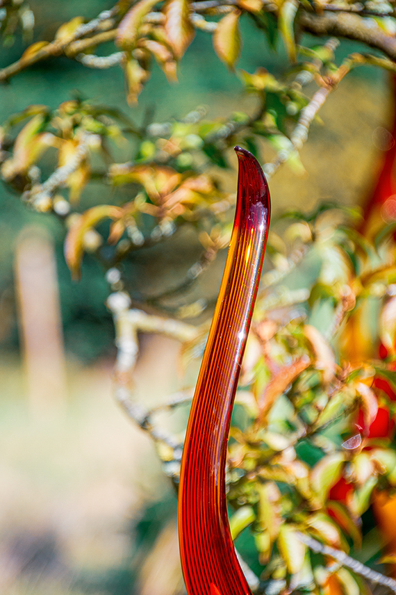 The image shows a close-up of a red feather with a glossy sheen, positioned vertically among green foliage and small white flowers. The background is blurred, drawing focus to the sharp, detailed texture of the feather.