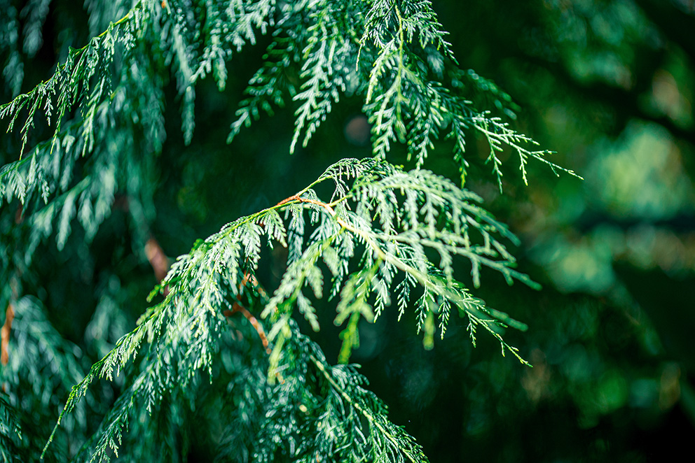 The image depicts a close-up view of a coniferous tree branch with delicate, feathery needles. The background is blurred, highlighting the intricate details of the needles and the overall green hue of the foliage.