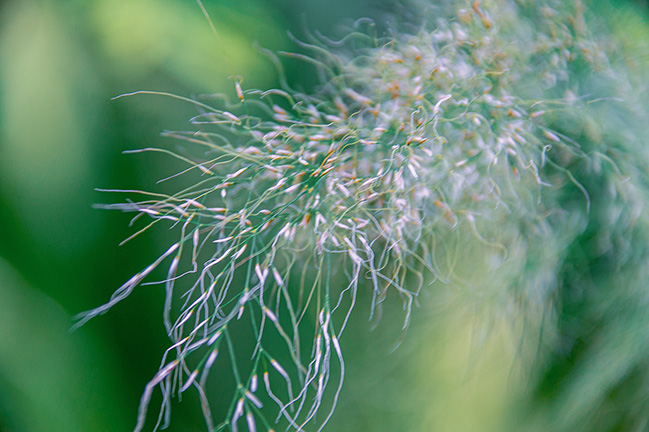 The image depicts a close-up view of a plant with delicate, feathery seed heads. The seed heads are light-colored, possibly white or light purple, and have fine, thread-like structures extending from them. The background is blurred, highlighting the intricate details of the seed heads and creating a soft, green backdrop. The overall effect is one of gentle, natural beauty and fine detail.