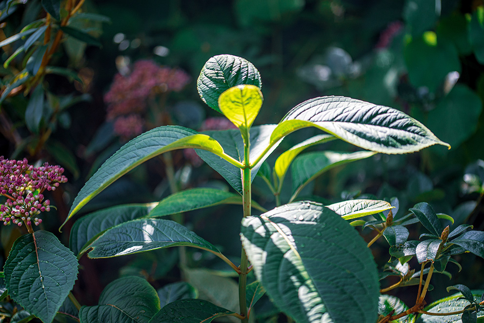 The image depicts a serene garden scene with a small waterfall cascading over rocks, surrounded by lush green ferns and other tropical plants.