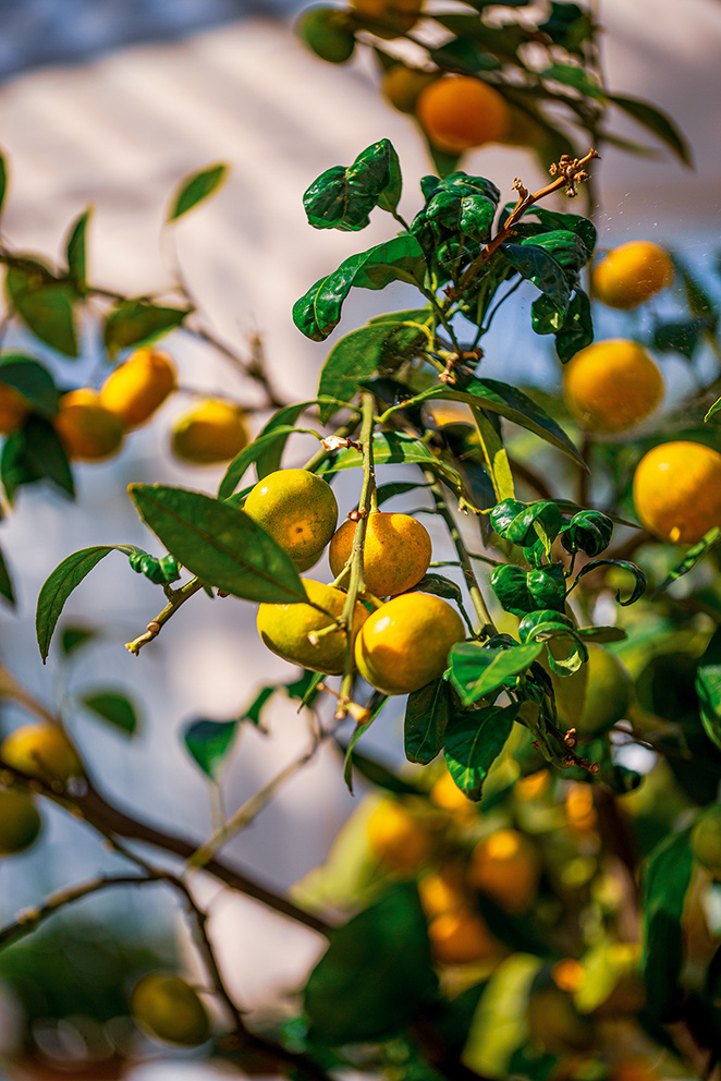 The image depicts a close-up view of a tree branch laden with yellow fruits, likely lemons, and green leaves. The background is blurred, emphasizing the vibrant colors of the fruits and leaves in the foreground.