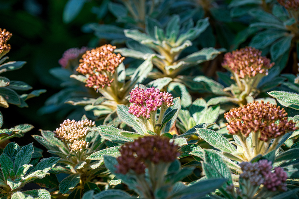 The image depicts a close-up view of a plant with green, fuzzy leaves and clusters of small, pinkish flowers. The flowers are in various stages of blooming, with some buds not yet fully open. The plant appears to be healthy and well-lit, suggesting it is in a sunny environment.