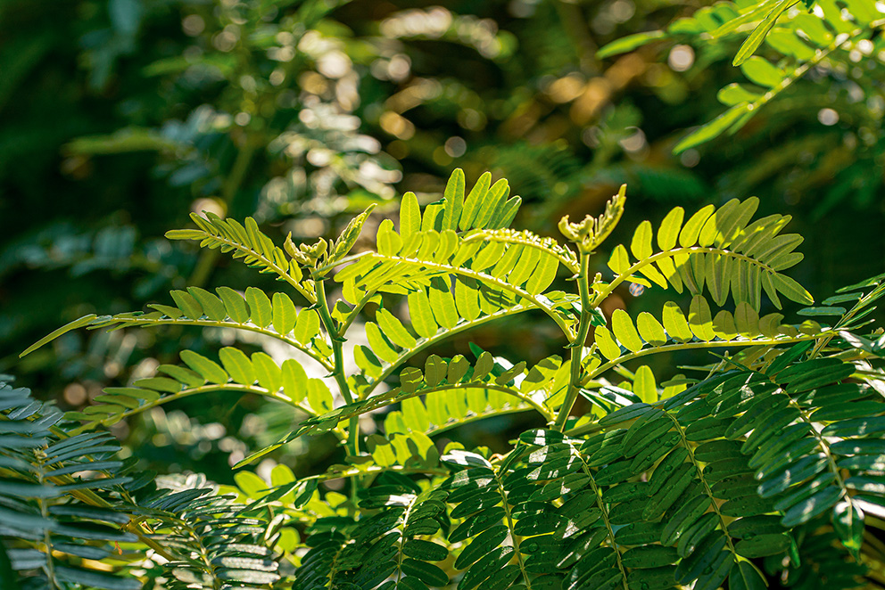 The image depicts a close-up view of a lush, green plant with delicate, feathery leaves. The leaves are arranged in a pinnate structure, with smaller leaflets extending from a central stem. The plant is bathed in sunlight, highlighting its vibrant green color and intricate details. The background is blurred, drawing focus to the plant in the foreground.
